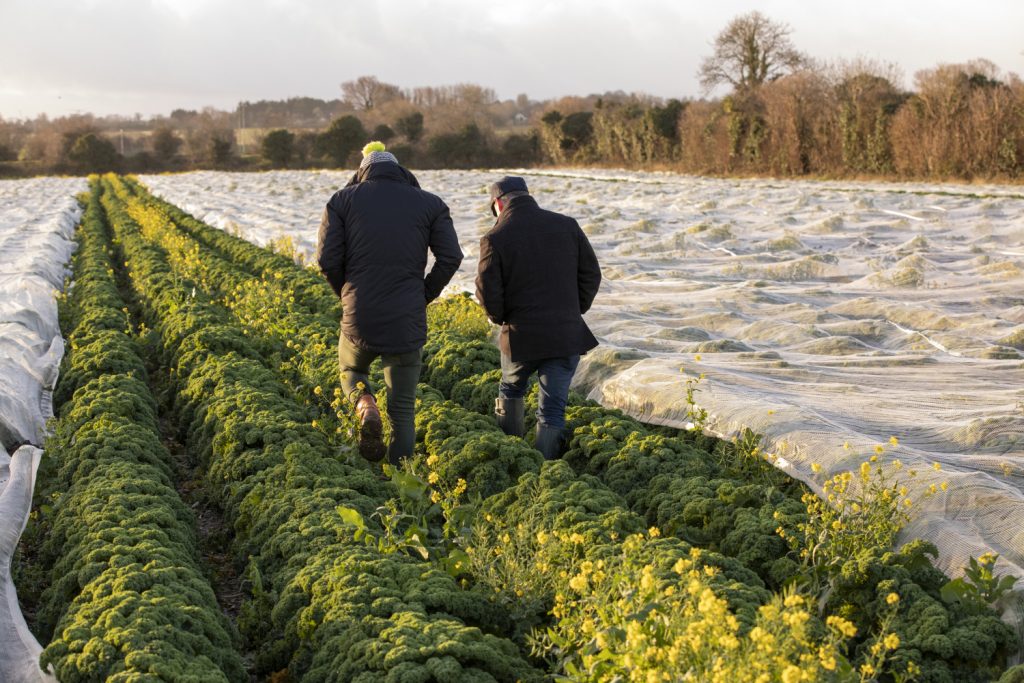 Men walking in field of homegrown produce. Food Photographer Dublin commercial photography www.1image.ie